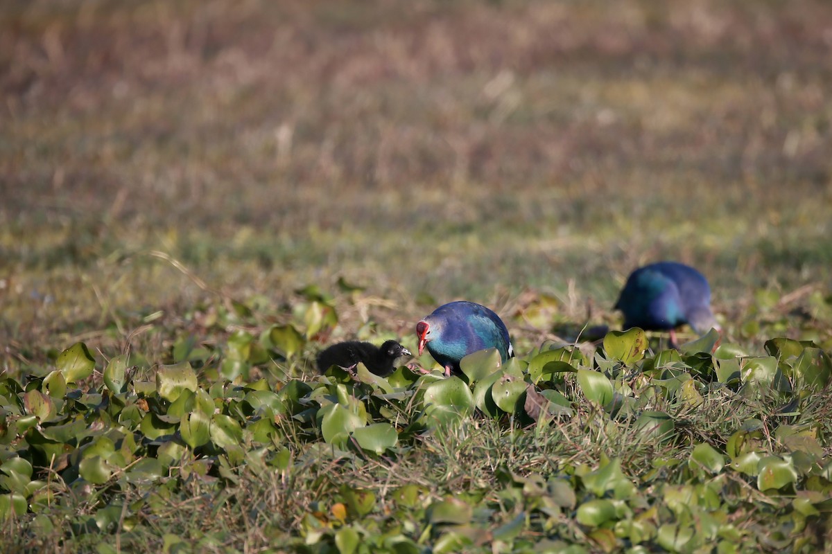 Gray-headed Swamphen - Ting-Wei (廷維) HUNG (洪)