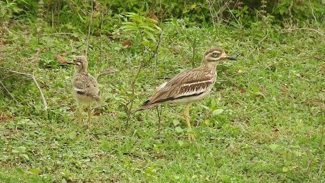 Indian Thick-knee - ML242758281