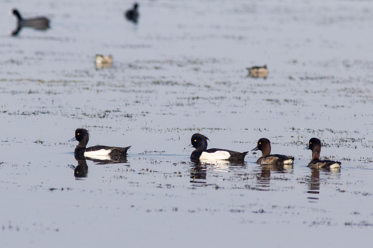 Tufted Duck - ML24276401