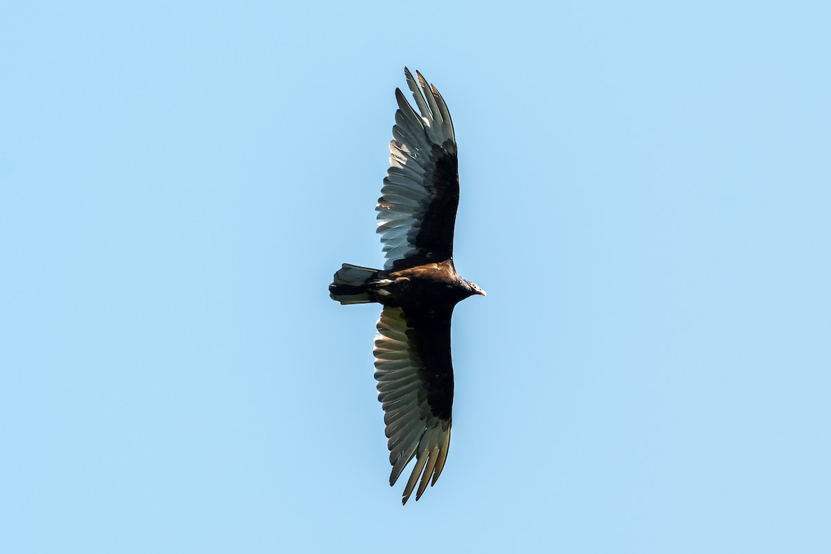 Turkey Vulture (Northern) - Richard Littauer