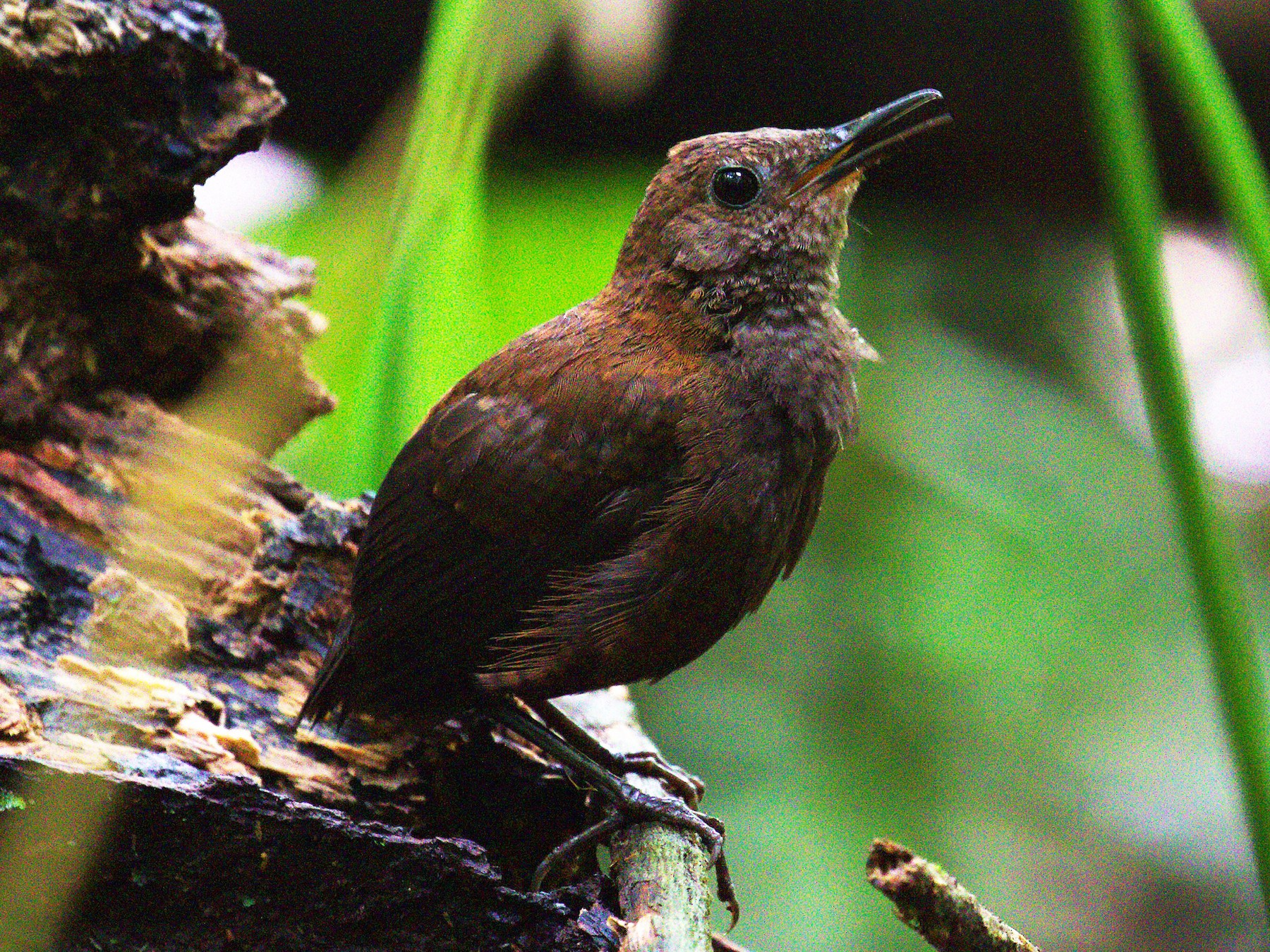 Nightingale Wren - David Rodríguez Arias