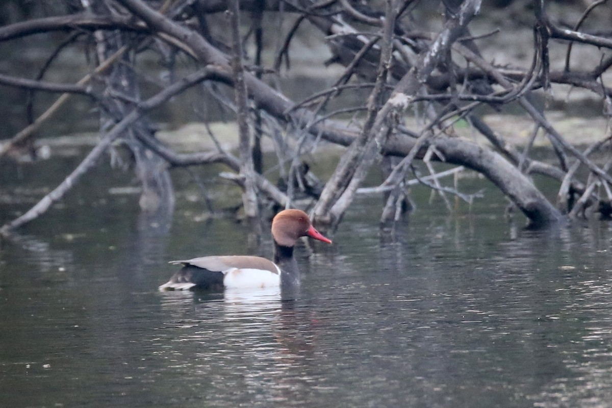 Red-crested Pochard - Ting-Wei (廷維) HUNG (洪)
