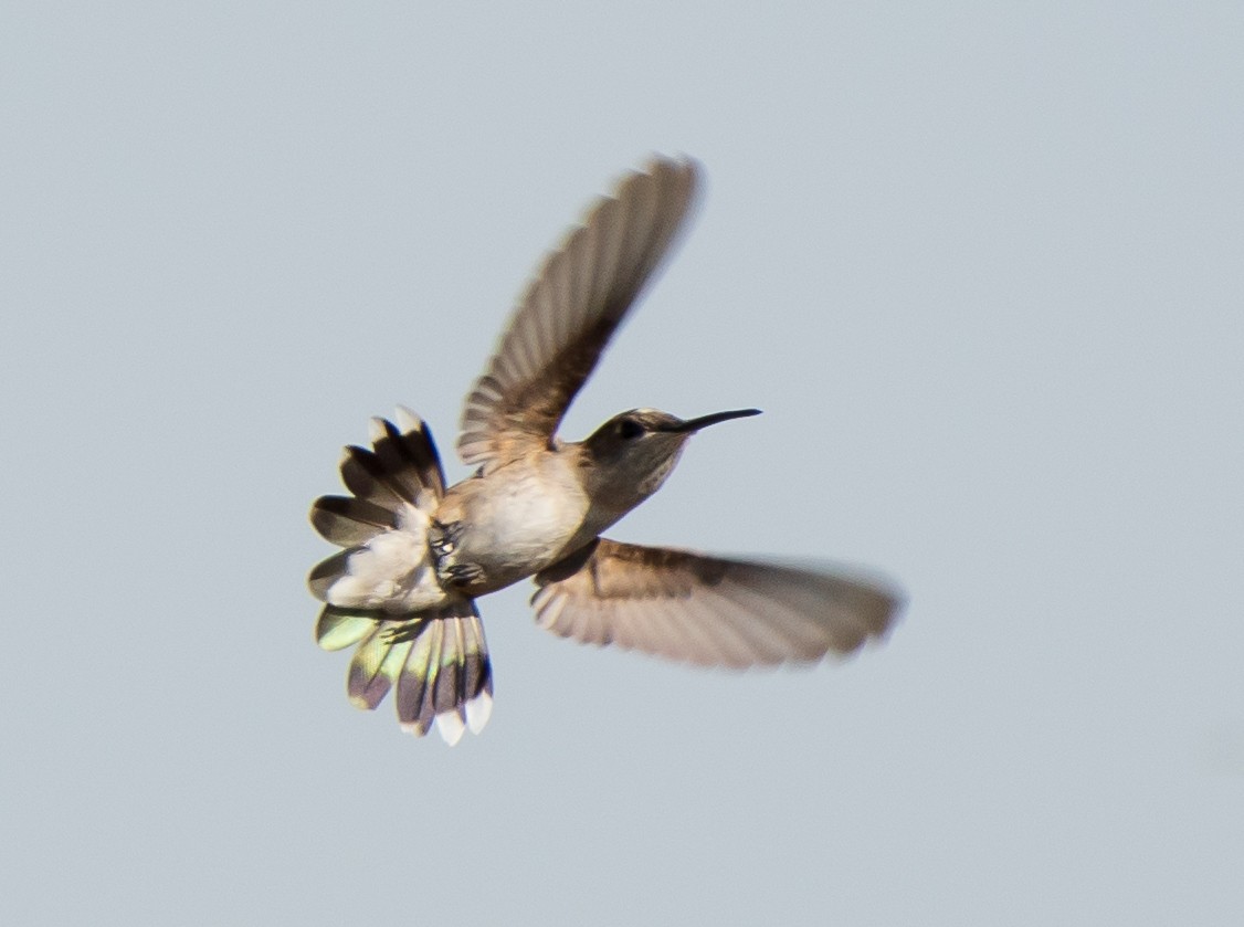 Black-chinned Hummingbird - ML242773311