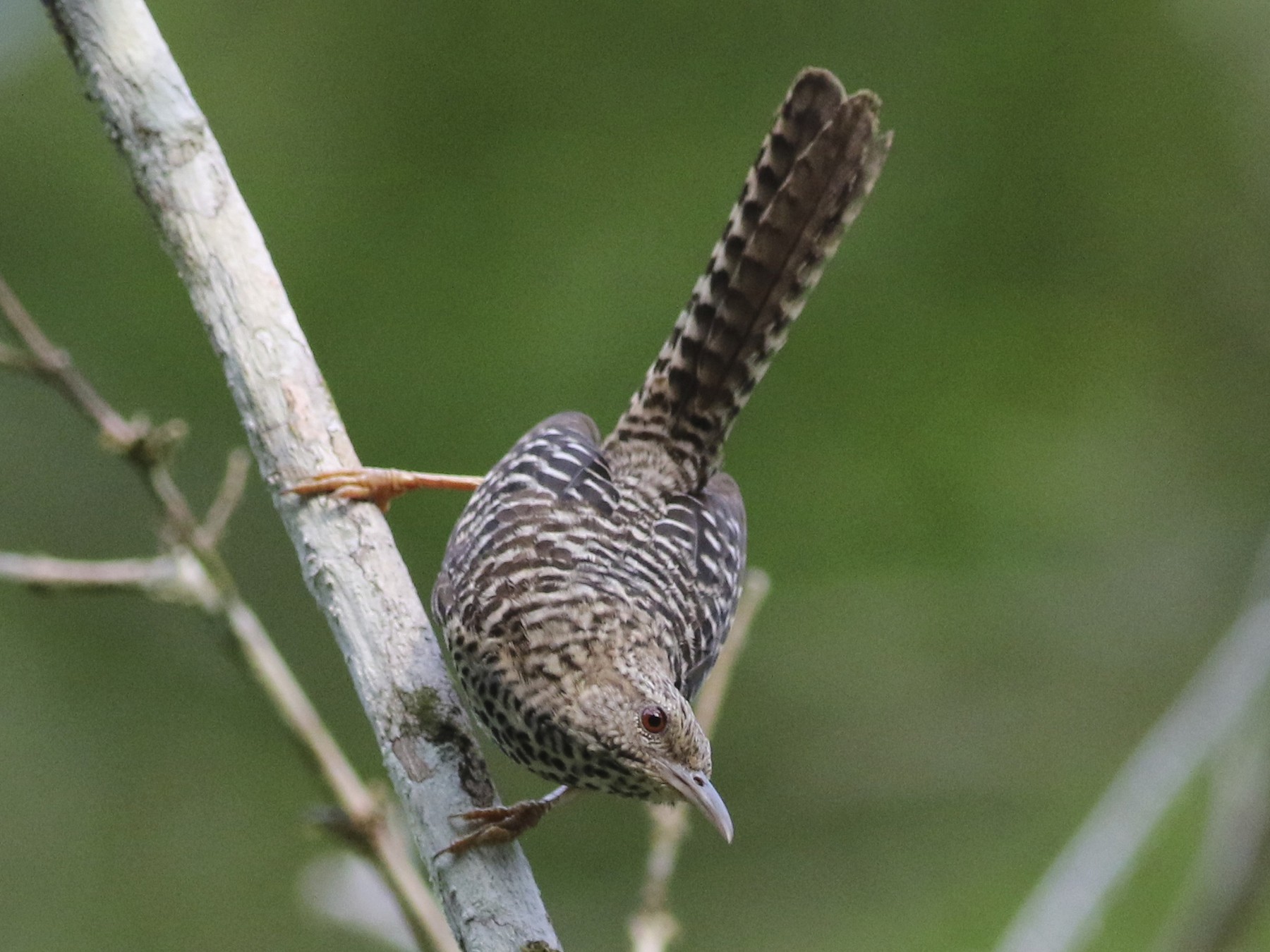 Matraca Tropical - eBird