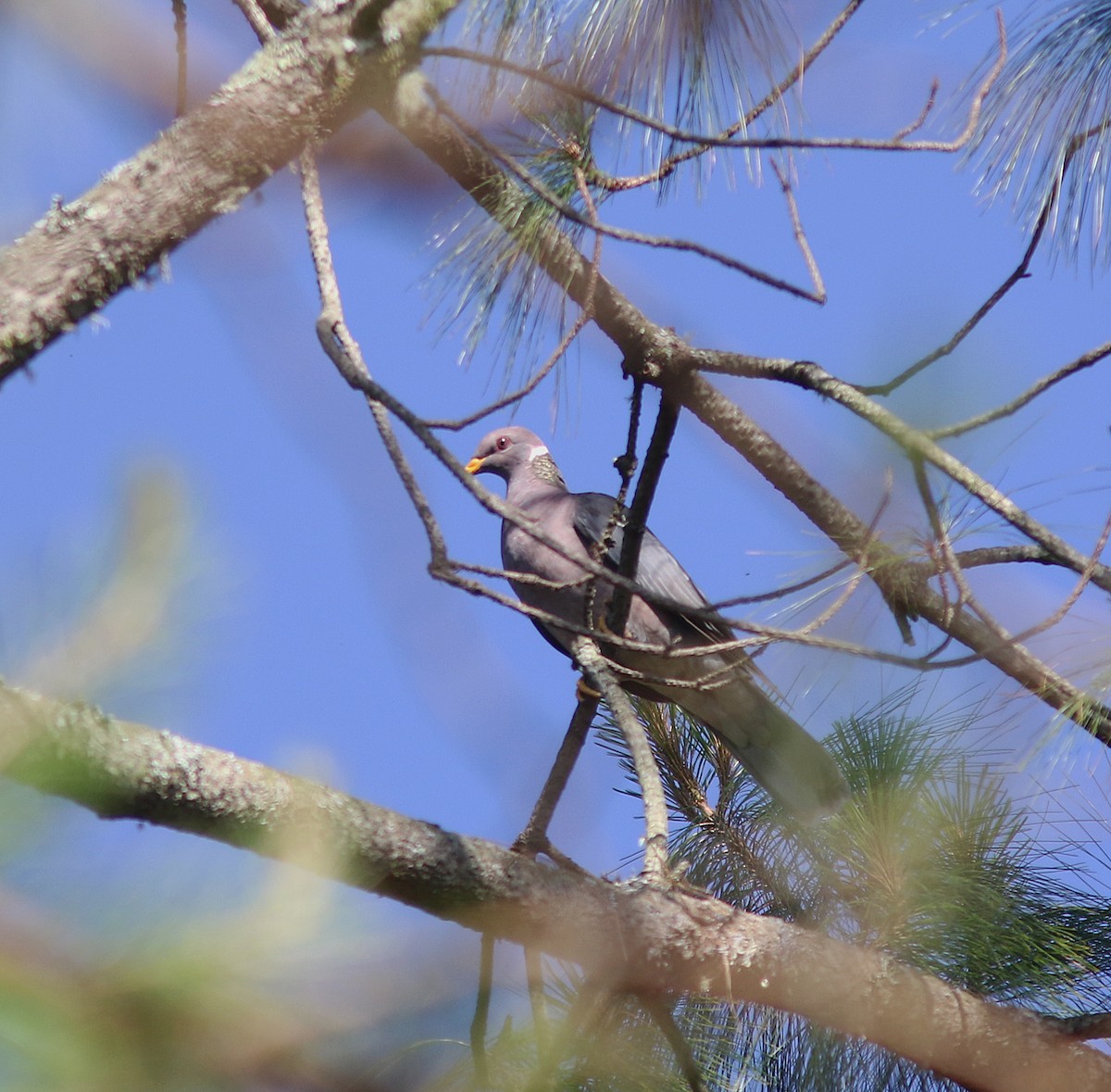 Band-tailed Pigeon (Northern) - ML242777911