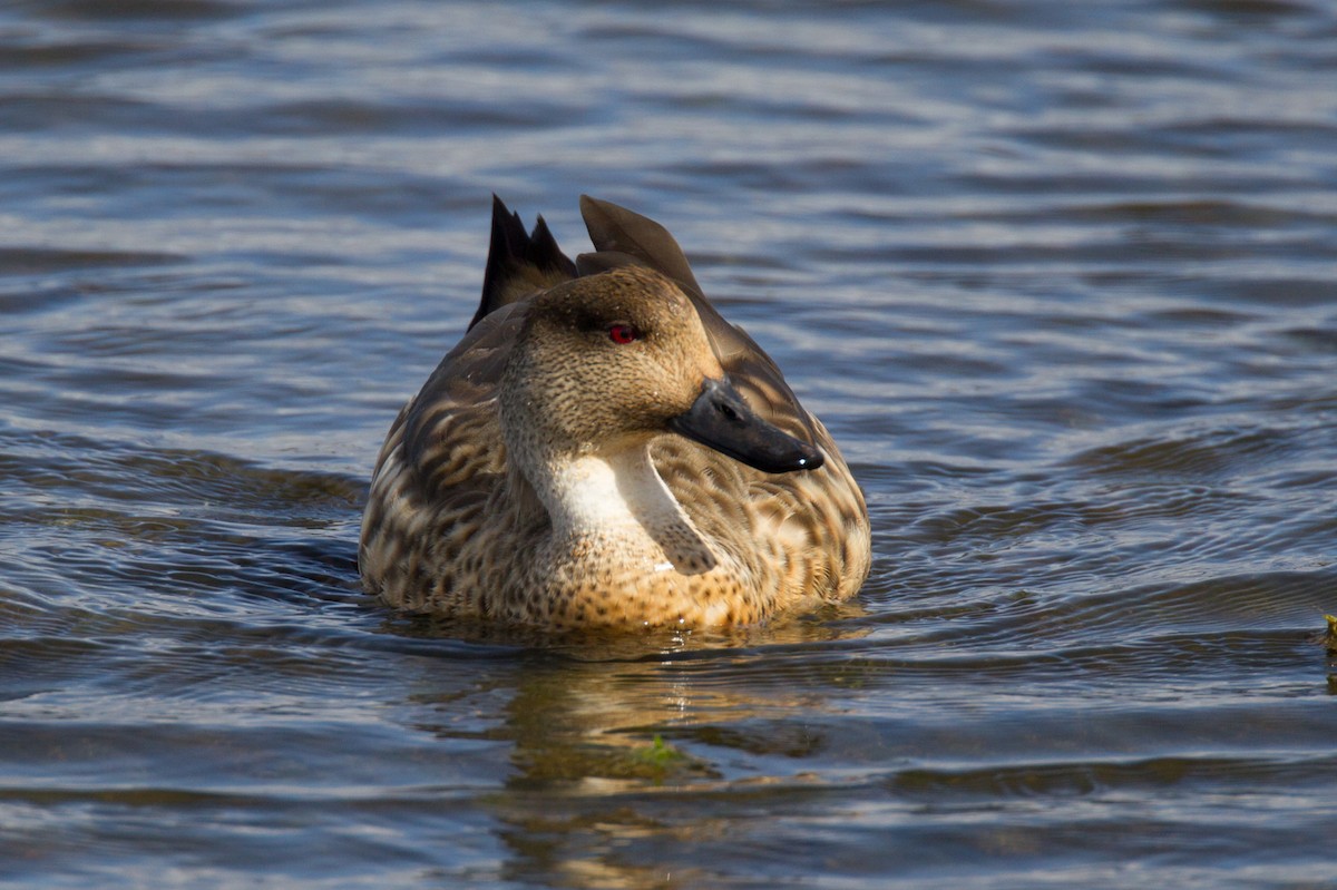Crested Duck - ML242778271
