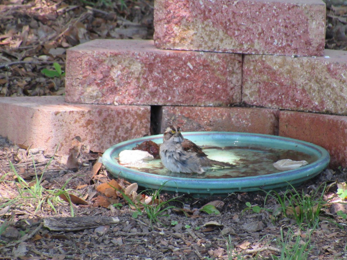 White-throated Sparrow - Sam Saunders