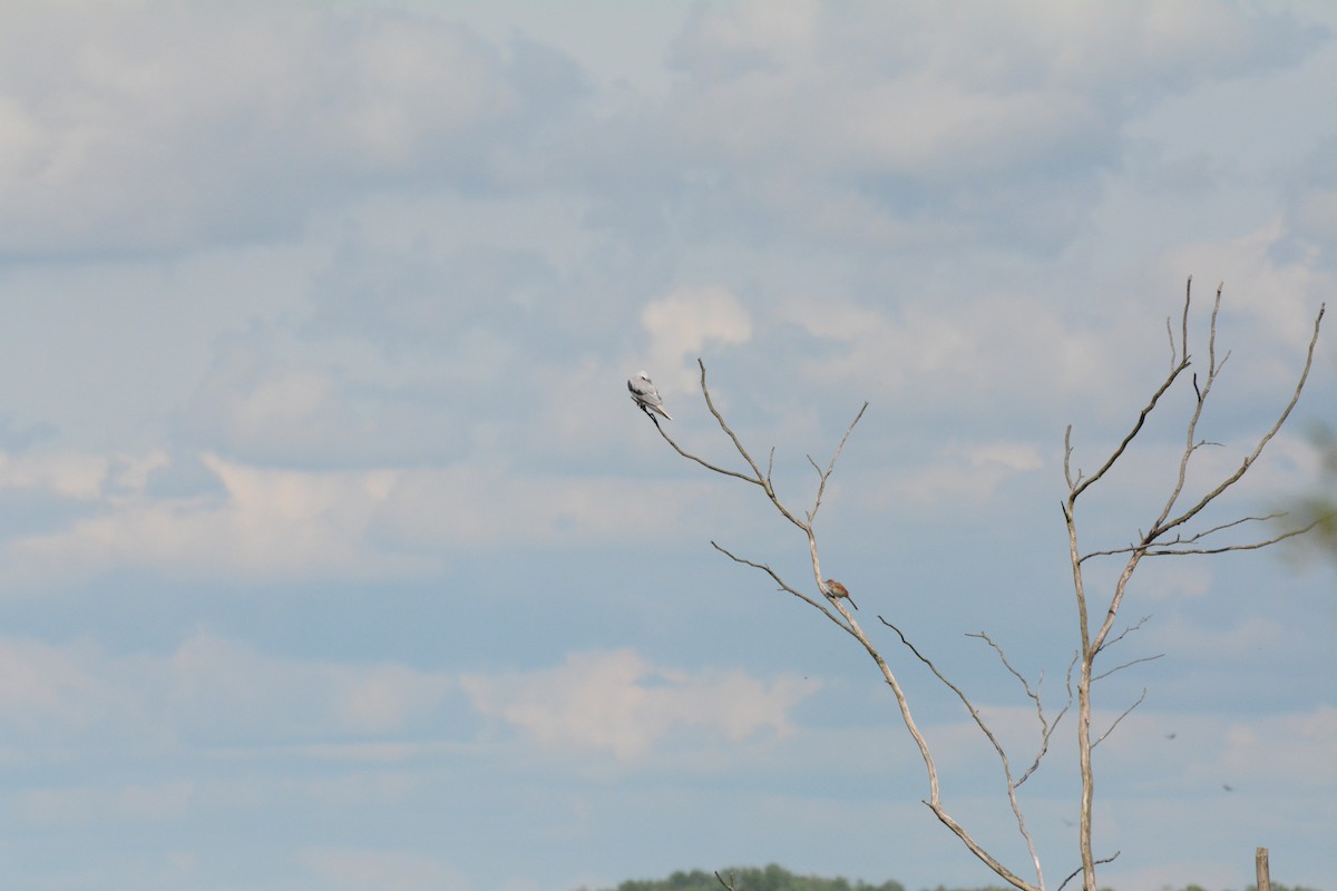 White-tailed Kite - ML242778831