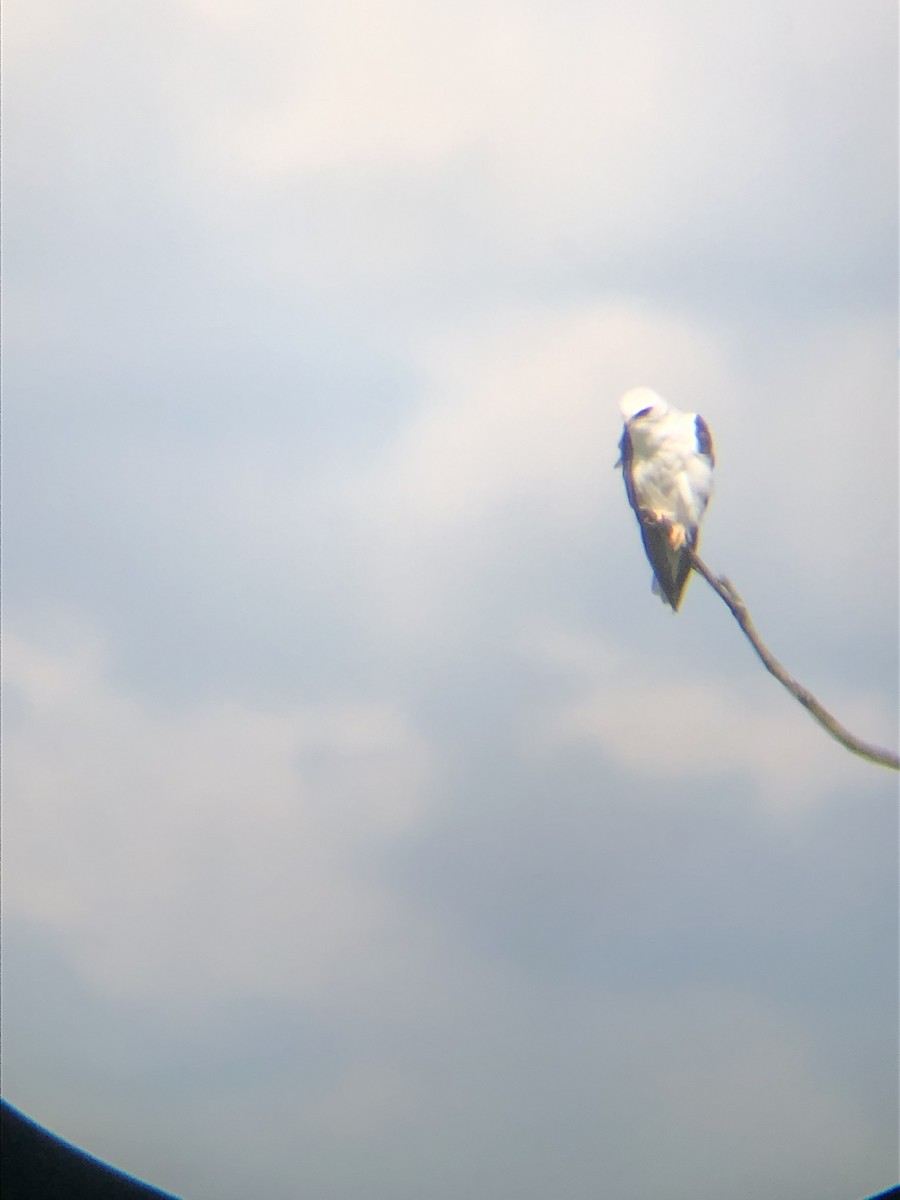 White-tailed Kite - ML242779011