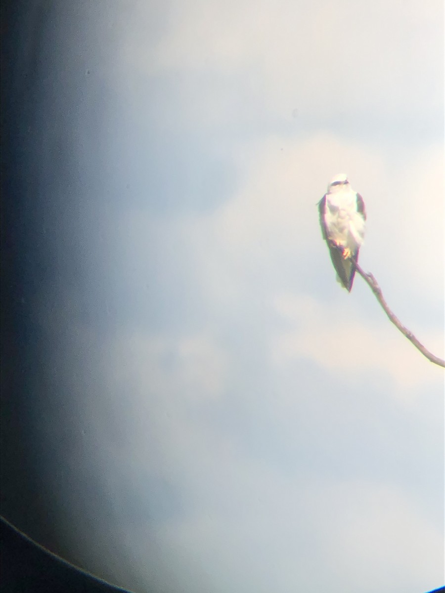 White-tailed Kite - ML242779021