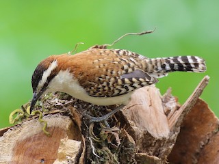  - Rufous-naped Wren (Rufous-backed)