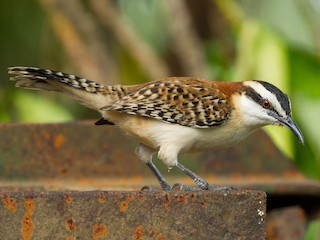  - Rufous-naped Wren