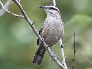  - Rufous-naped Wren (Veracruz)