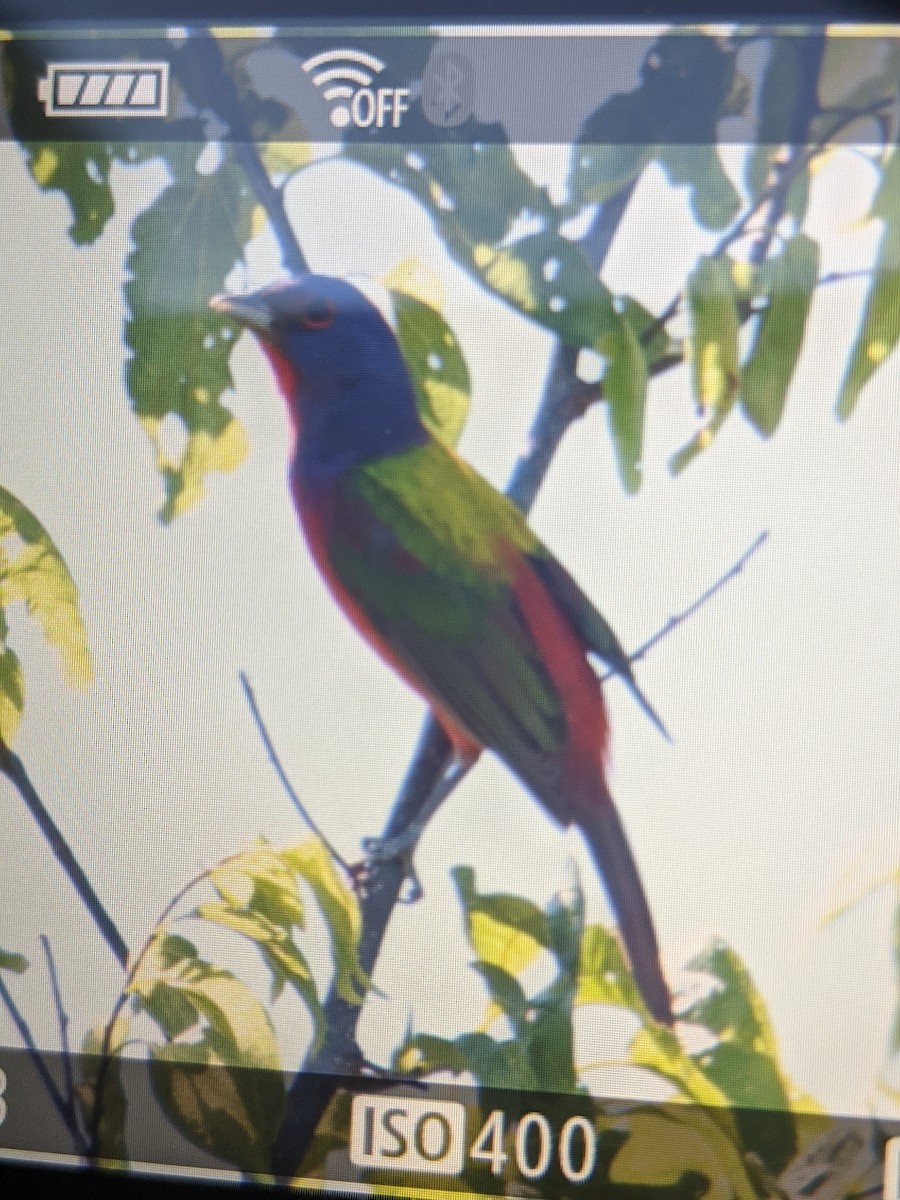 eBird Checklist - 11 Jun 2020 - County Road W-3 - 20 species