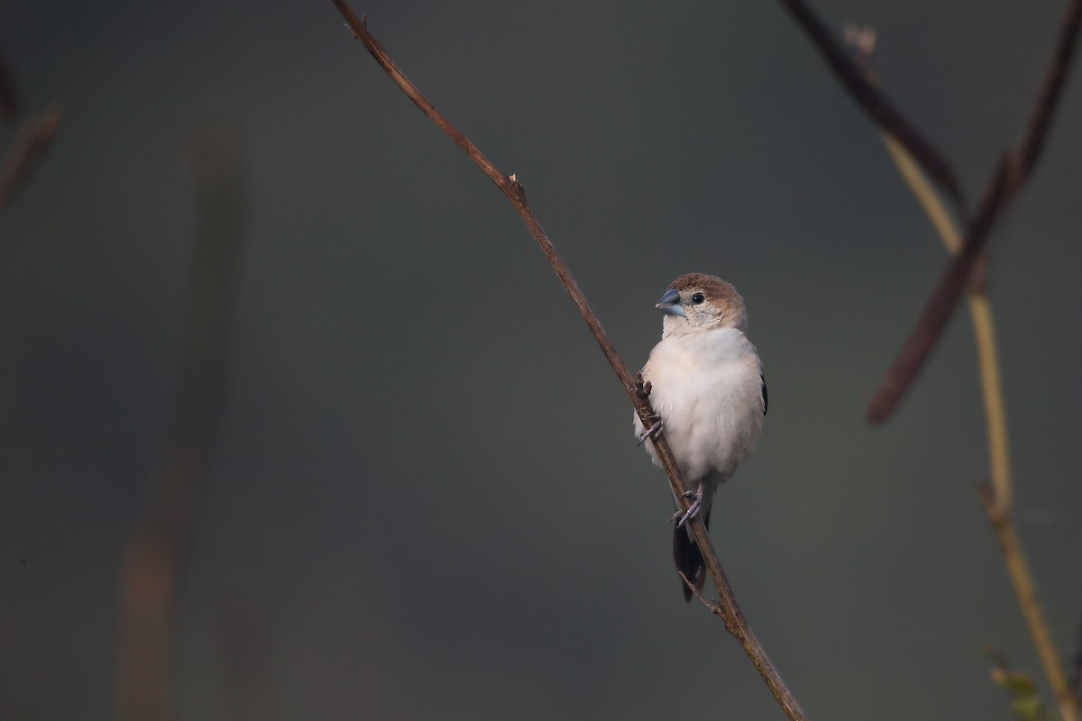 Indian Silverbill - Ting-Wei (廷維) HUNG (洪)