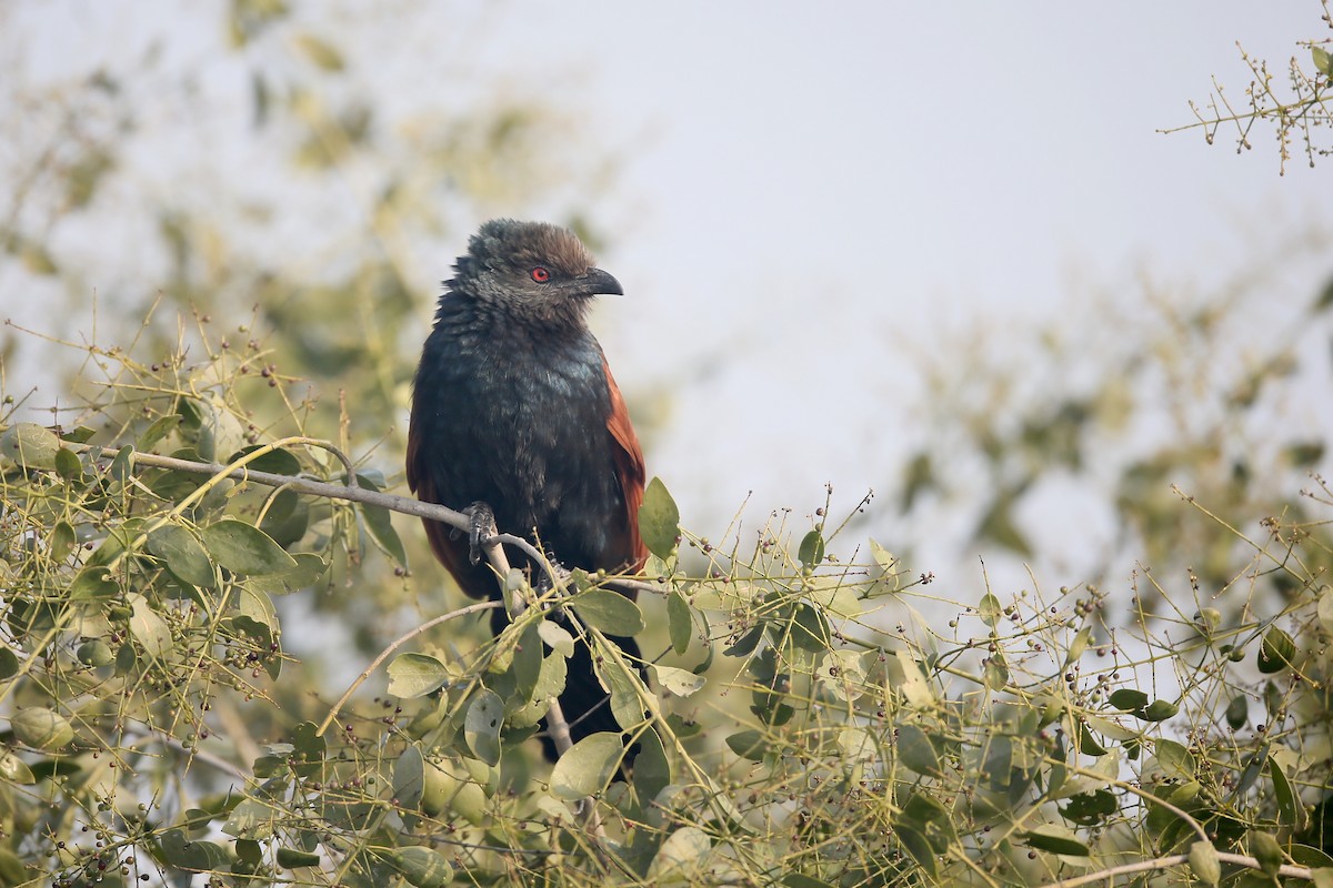 Greater Coucal - ML24278241