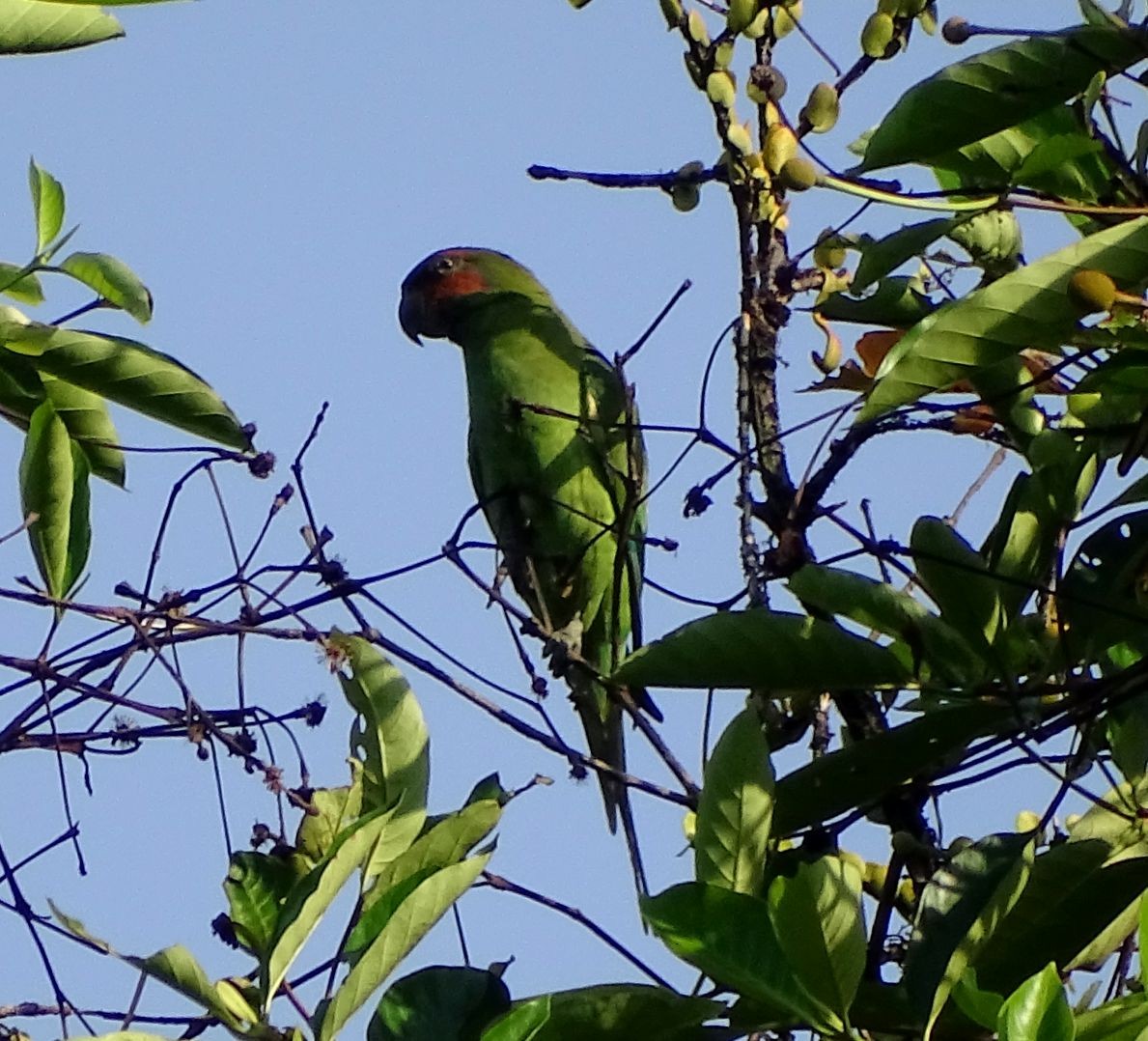 Long-tailed Parakeet - Enric Fontcuberta Trepat