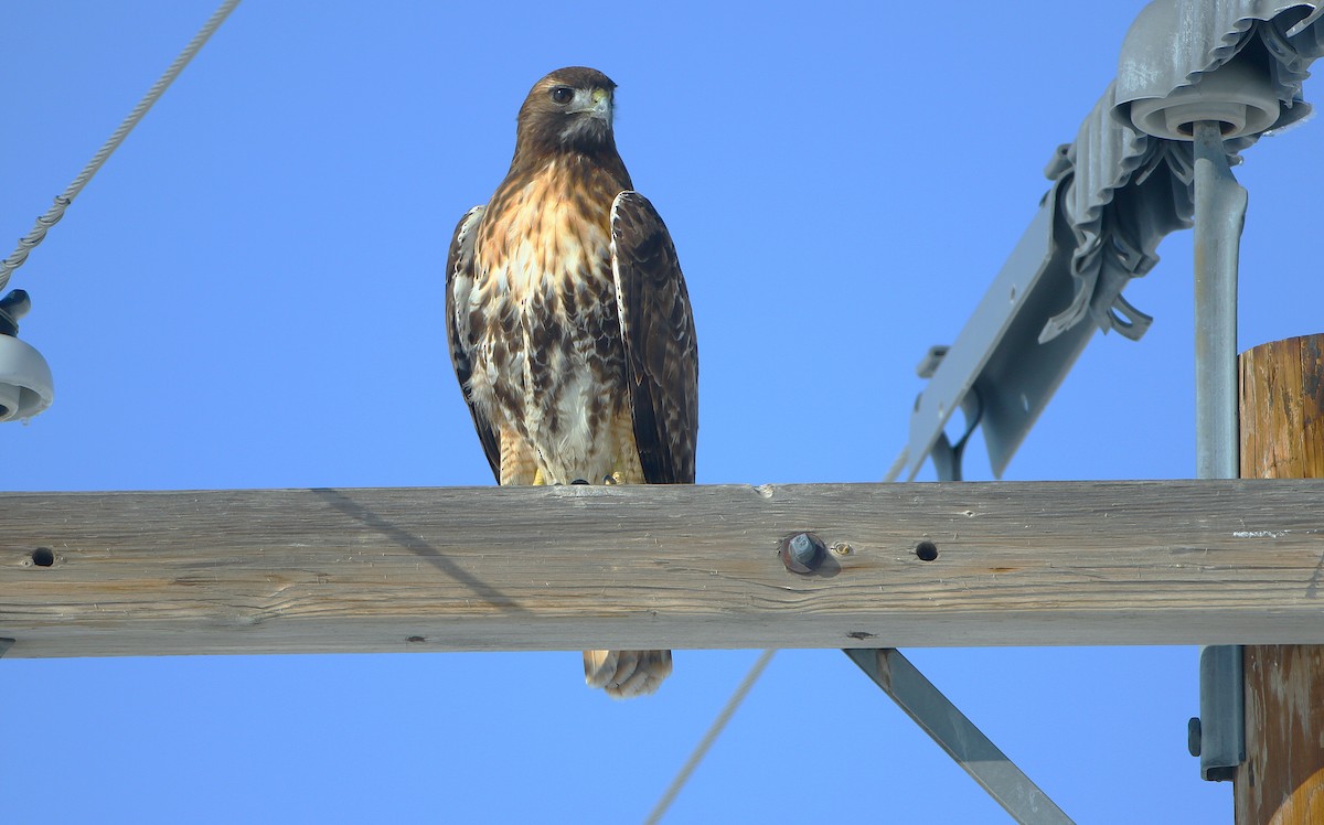 Red-tailed Hawk - ML242783031
