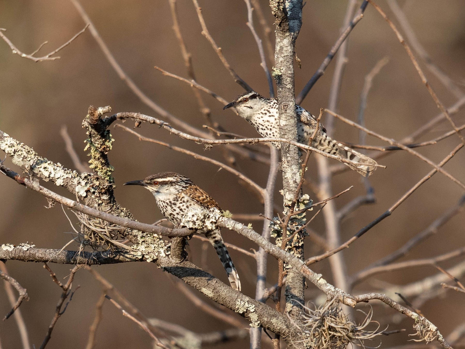 Matraca del Balsas - eBird