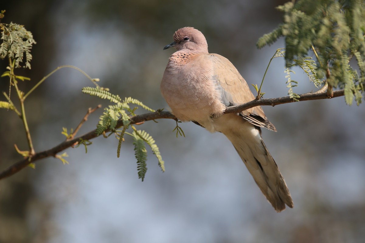 Laughing Dove - ML24278331