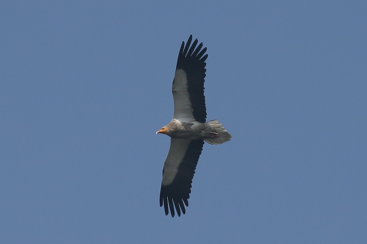 Egyptian Vulture - ML24278391