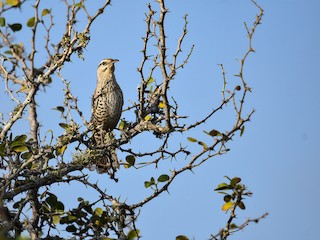 Matraca Yucateca - eBird