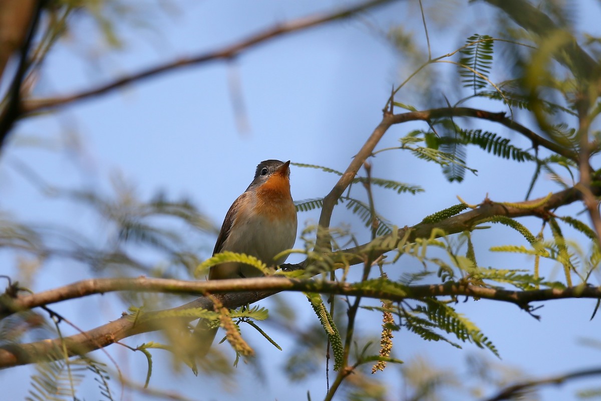 Red-breasted Flycatcher - ML24278471