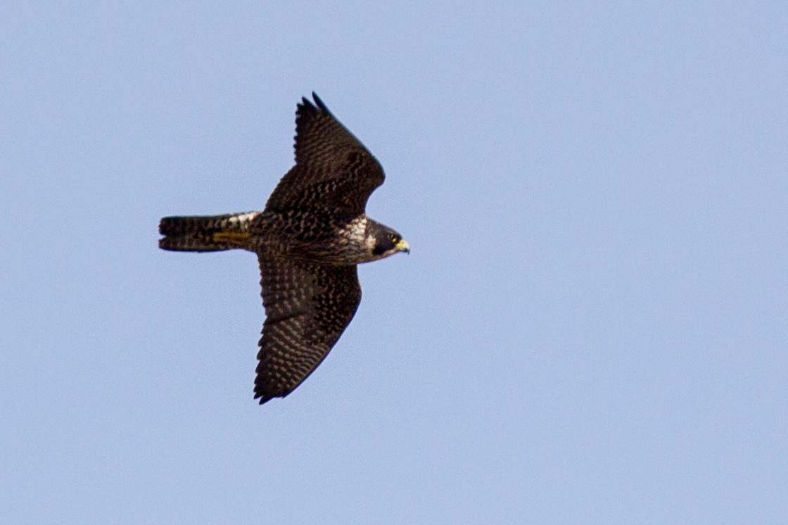 Peregrine Falcon (South American) - ML242788211