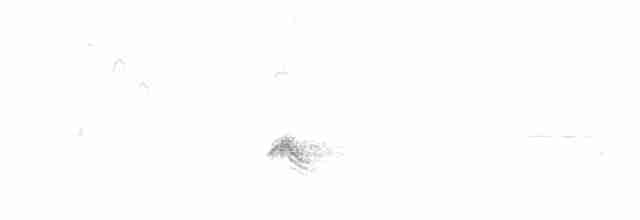 gulbrynkjernebiter (type 3) - ML242793271
