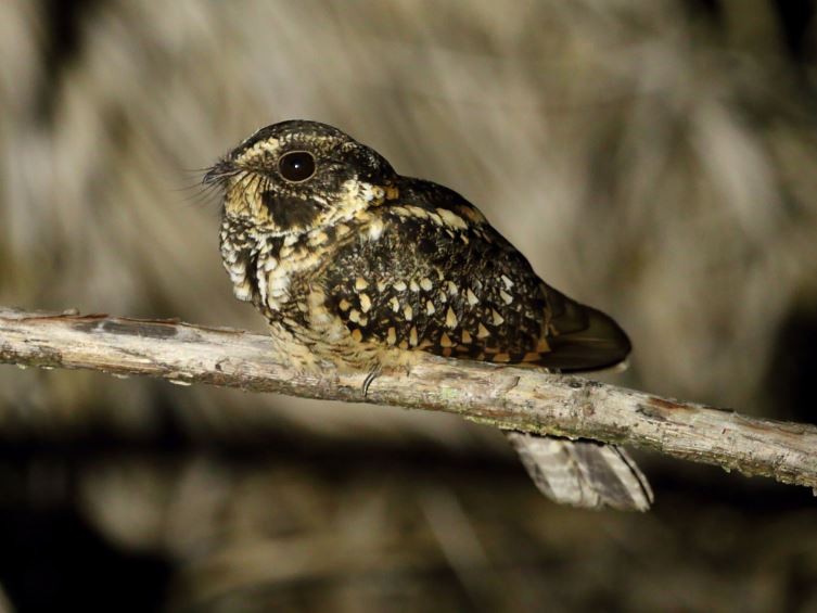 Spot-tailed Nightjar - Ricardo Mitidieri