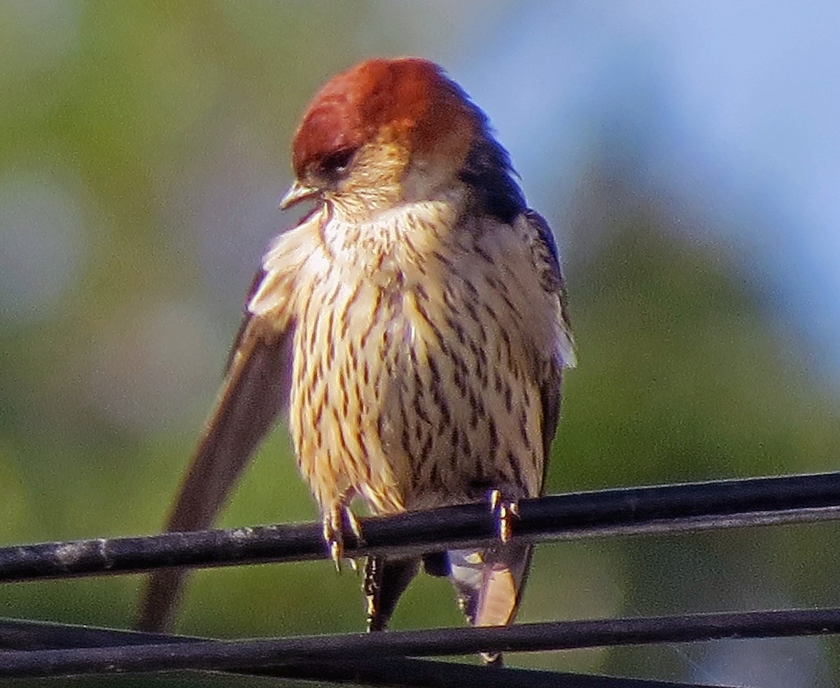 Greater Striped Swallow - ML242801591