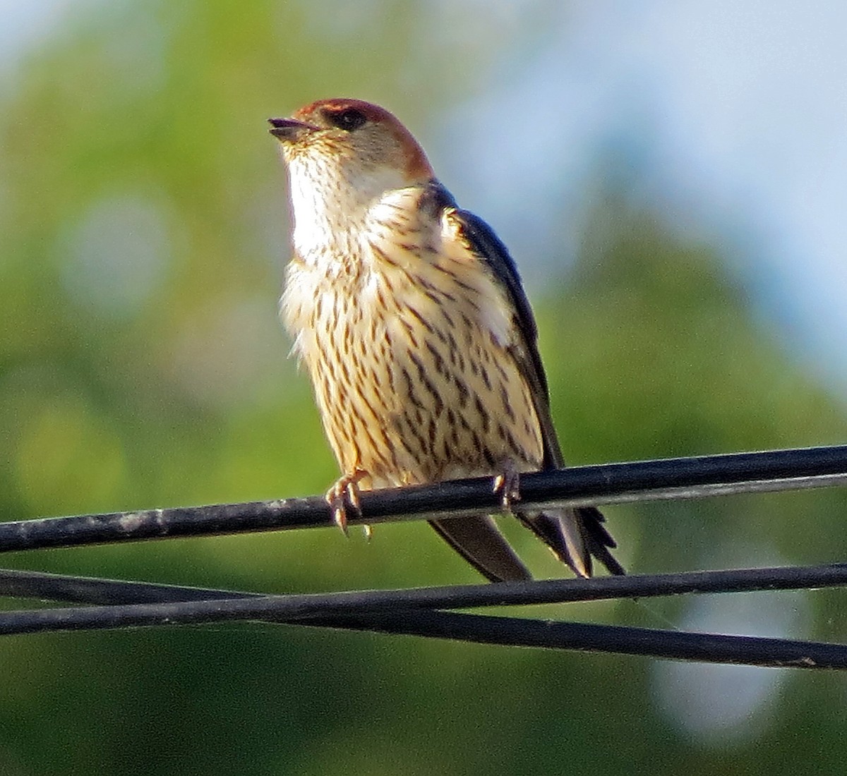 Greater Striped Swallow - ML242801721