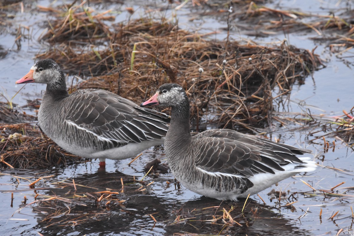 Snow x Greater White-fronted Goose (hybrid) - Andy Bankert