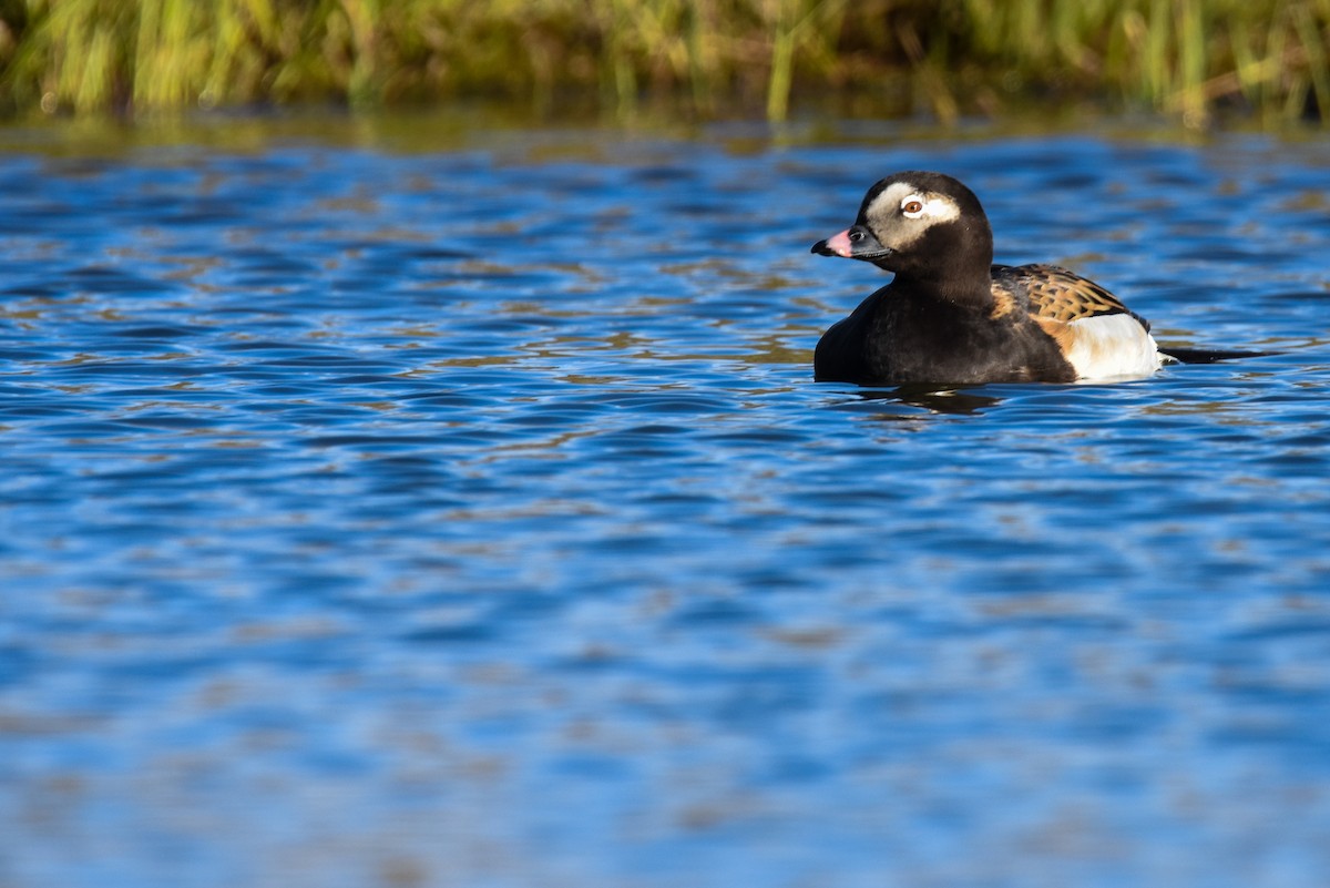 Long-tailed Duck - ML242802781