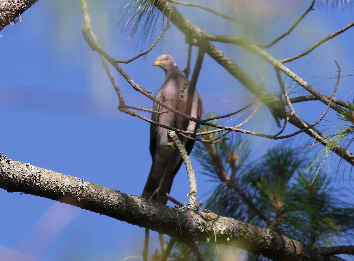Band-tailed Pigeon (Northern) - ML242802981