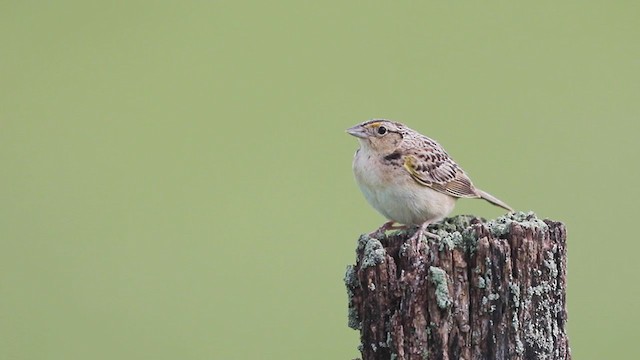 Grasshopper Sparrow - ML242806431