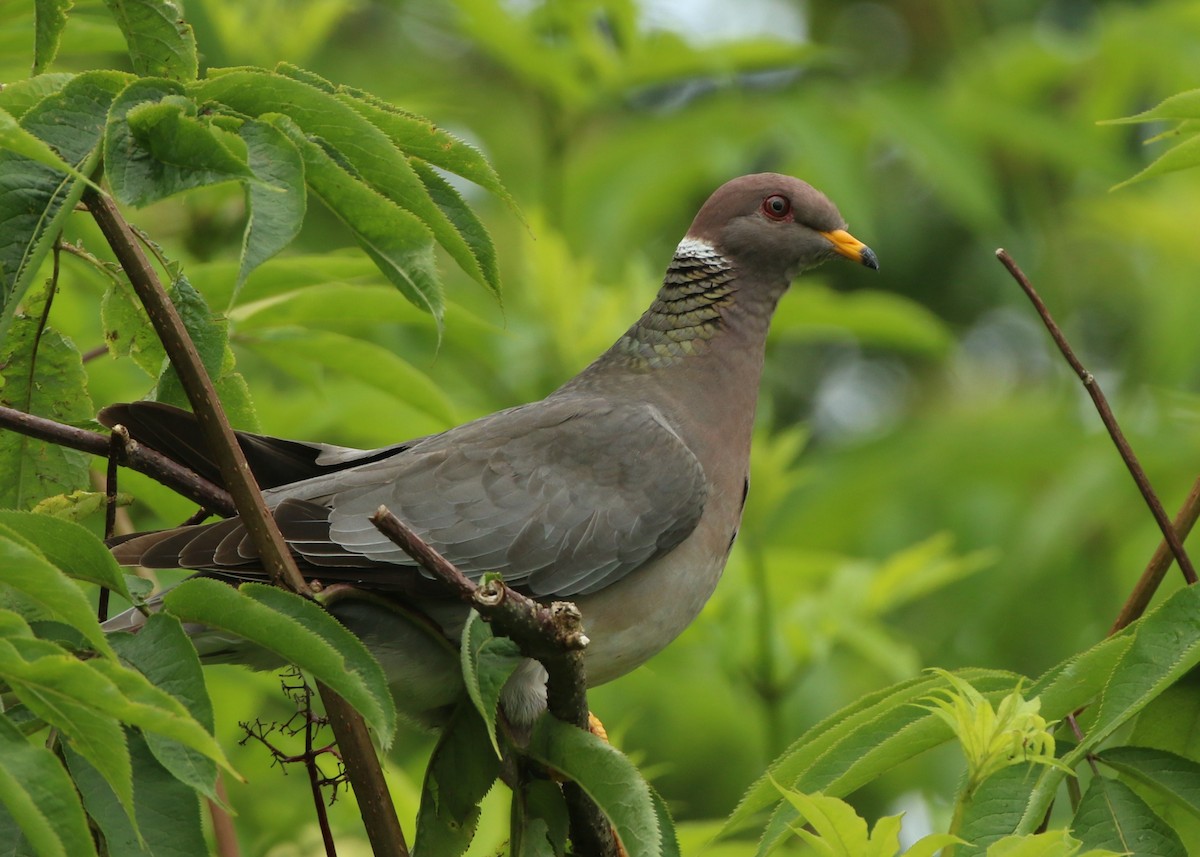 Band-tailed Pigeon - Liam Hutcheson