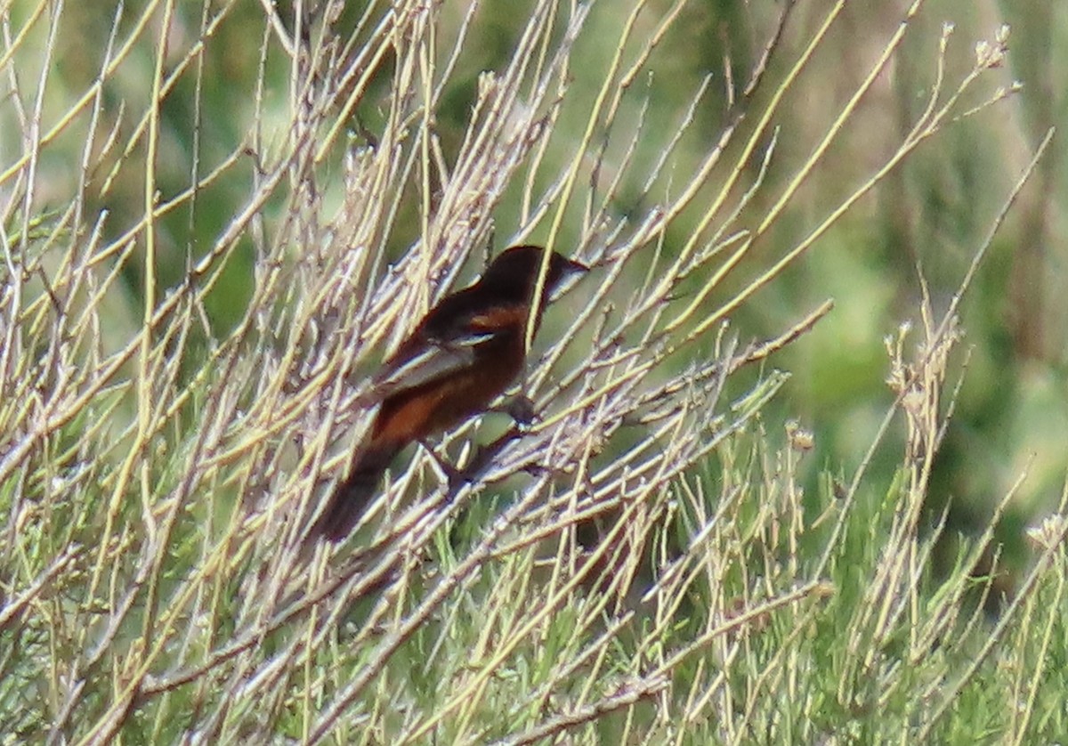Orchard Oriole - ML242806971