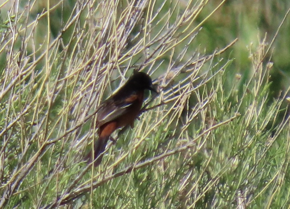 Orchard Oriole - ML242806981