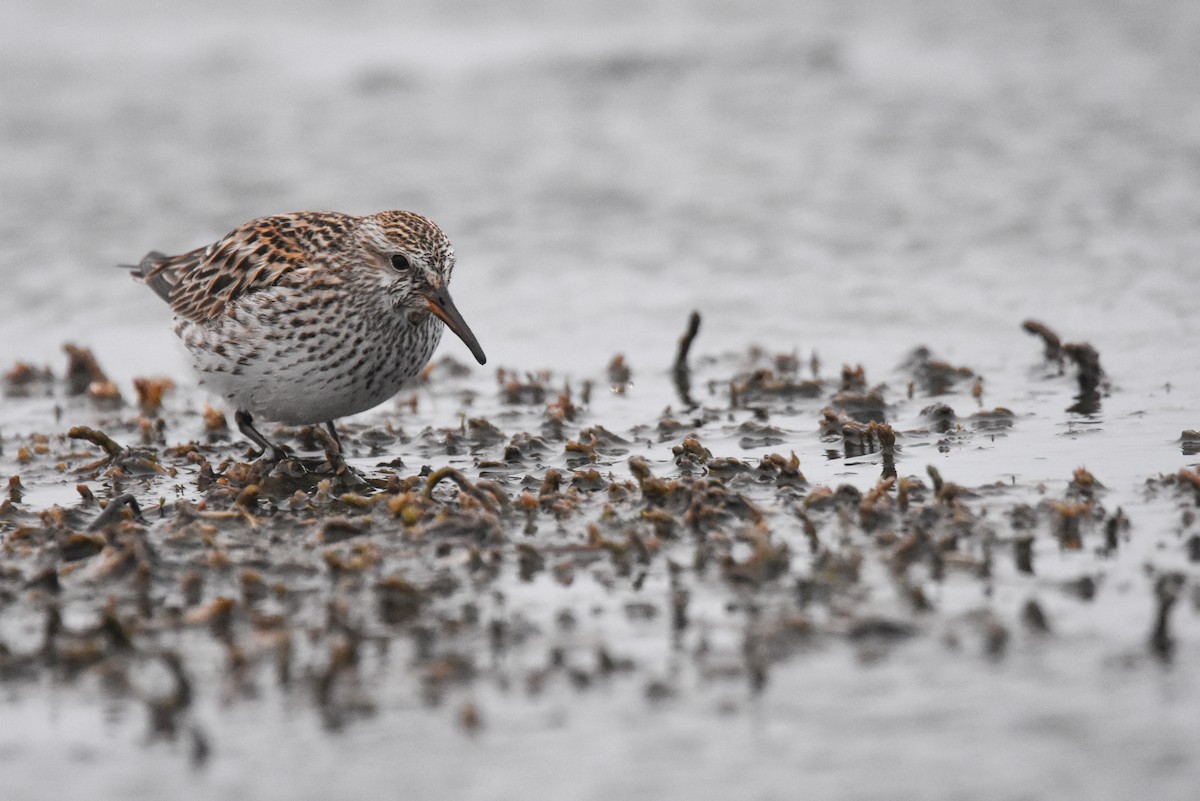 White-rumped Sandpiper - Andy Bankert
