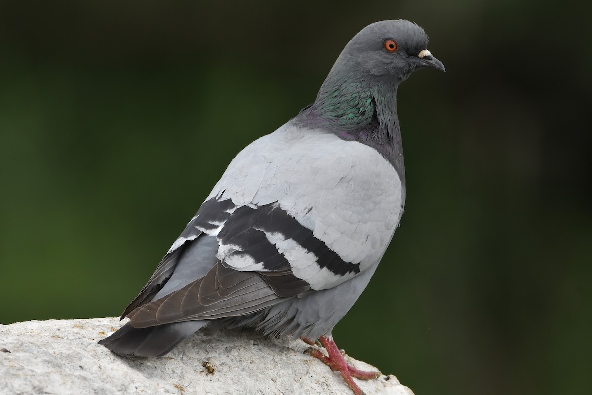 Rock Pigeon - ML242810601