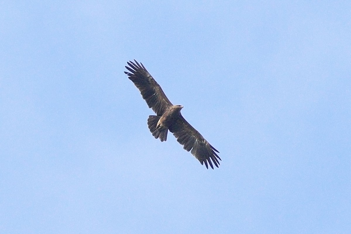 Lesser Spotted Eagle - Radovan Václav