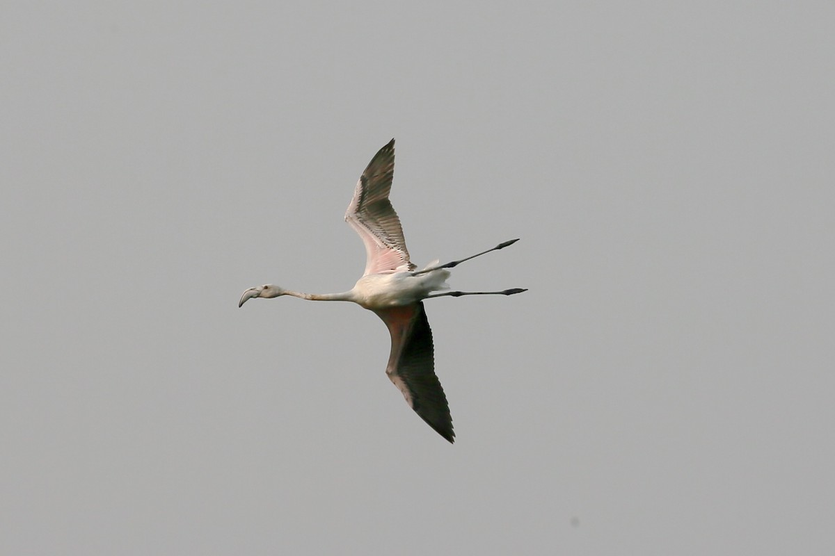 Greater Flamingo - Ting-Wei (廷維) HUNG (洪)