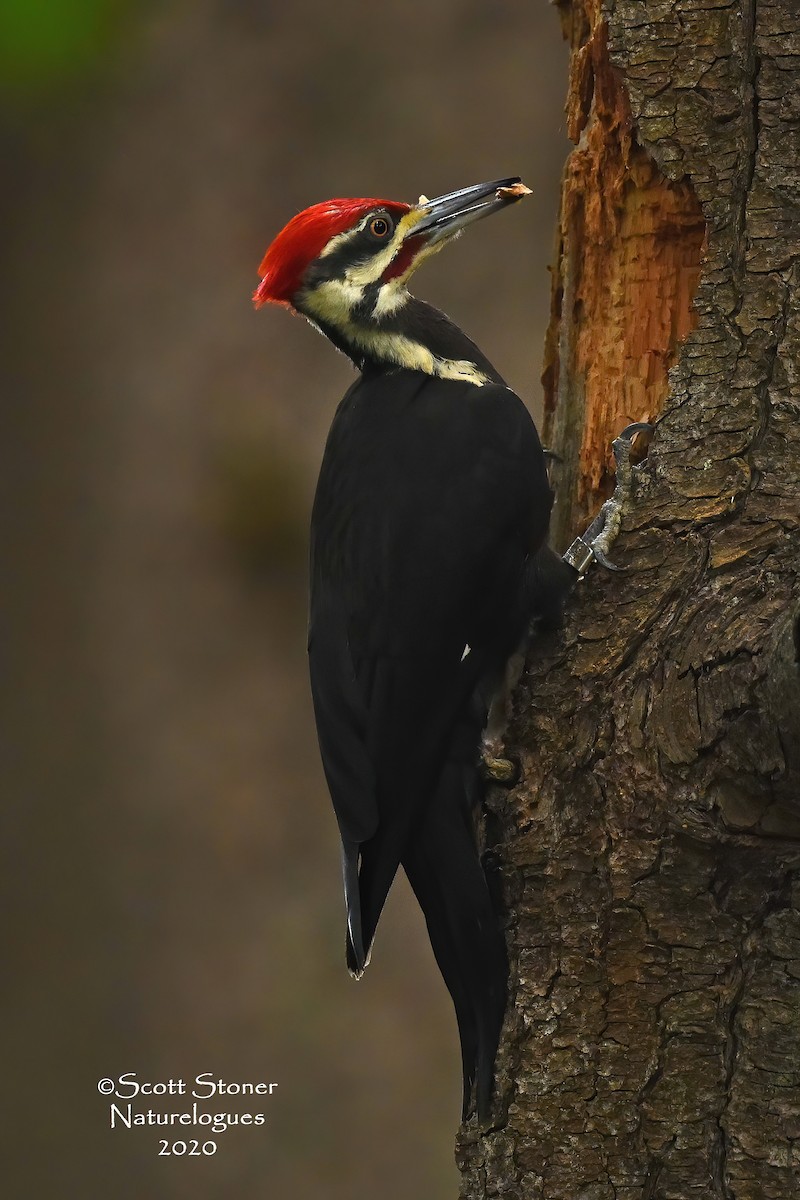 Pileated Woodpecker - Scott Stoner