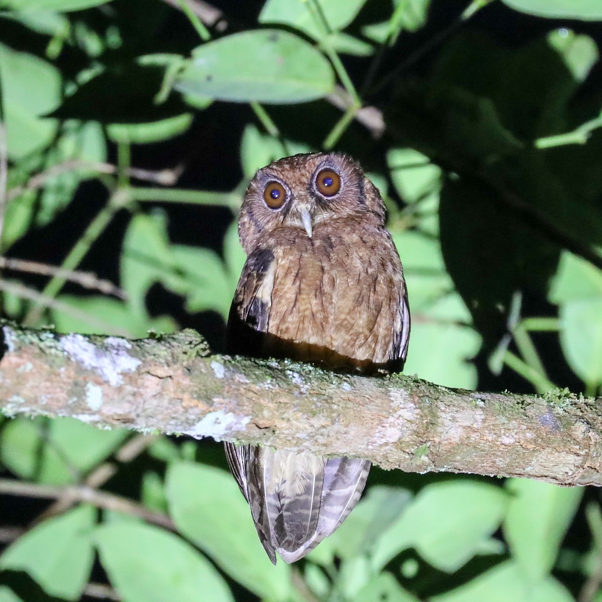 Tawny-bellied Screech-Owl (Tawny-bellied) - ML242817591