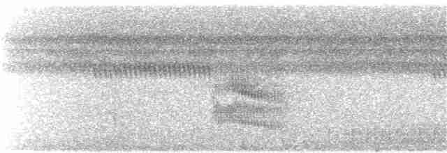 Weißgesicht-Ameisenvogel - ML242817891