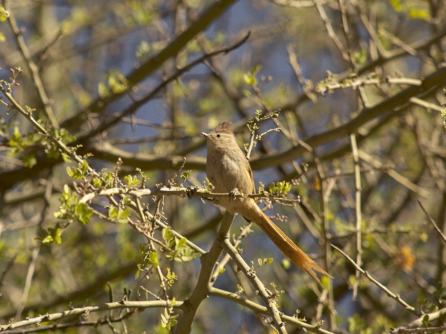 Brown-capped Tit-Spinetail - Adriana Bellotti