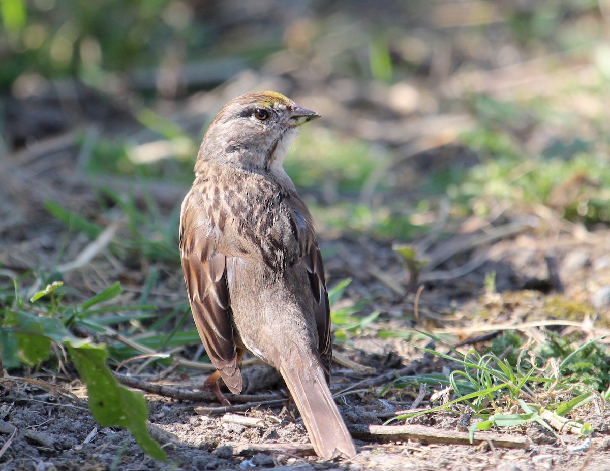 Golden-crowned Sparrow - ML242827131