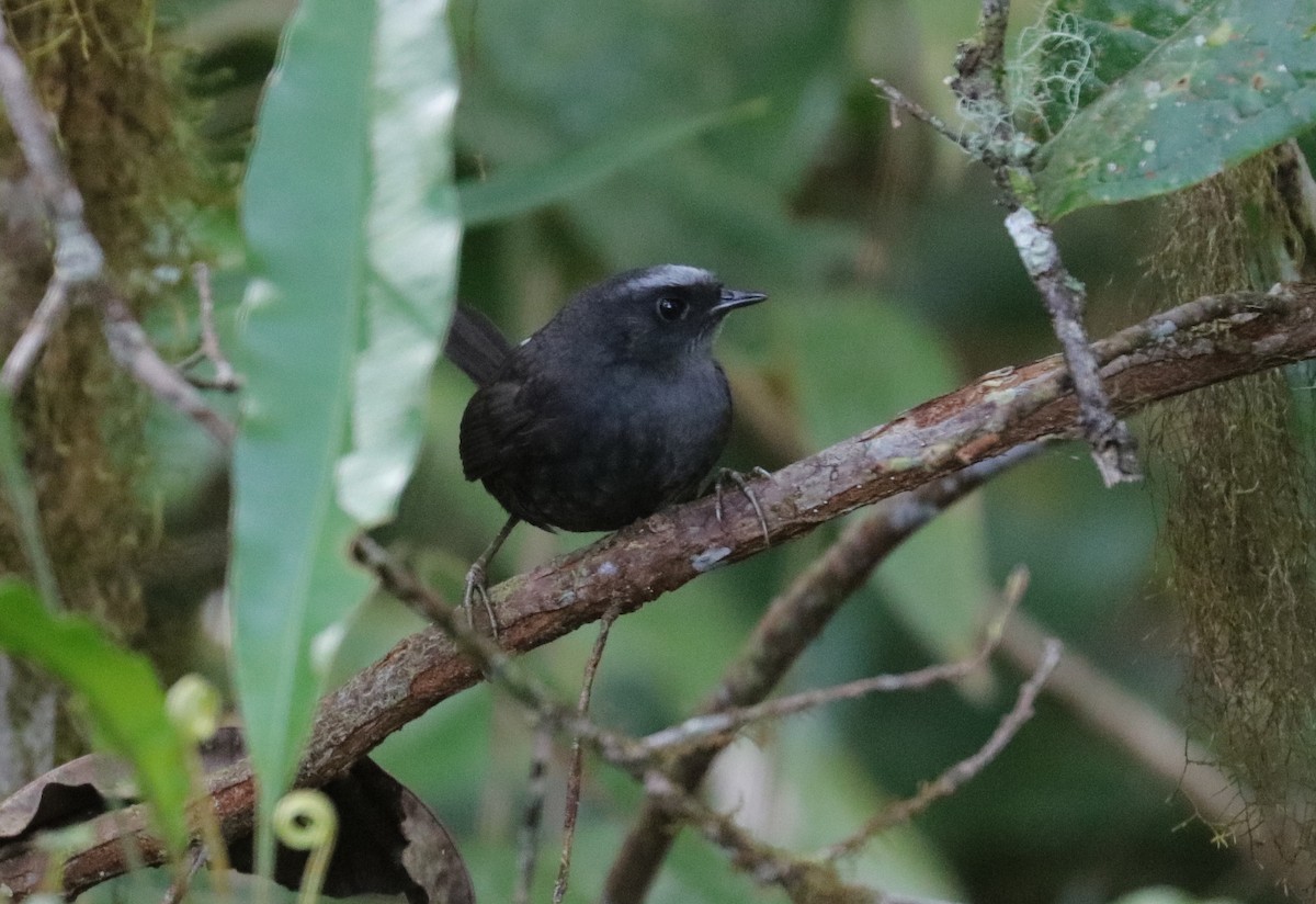 Silvery-fronted Tapaculo - ML242827871