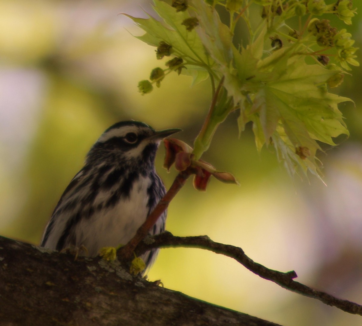 Black-and-white Warbler - ML242828291